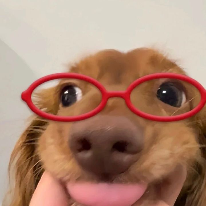 Cuddlepup
