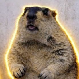 Mr. Marmot