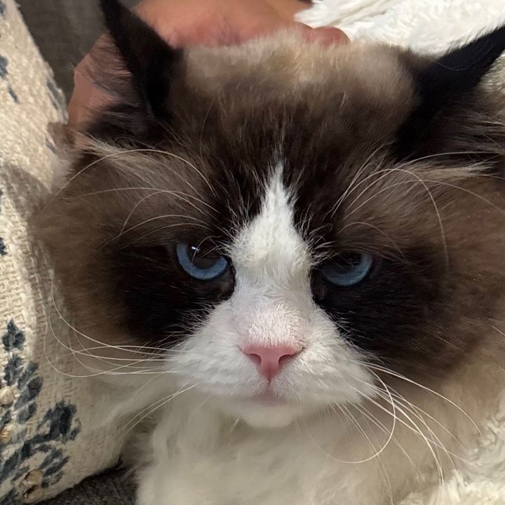 Momo🐾TheRagdoll💙🇳🇵|🇬🇧