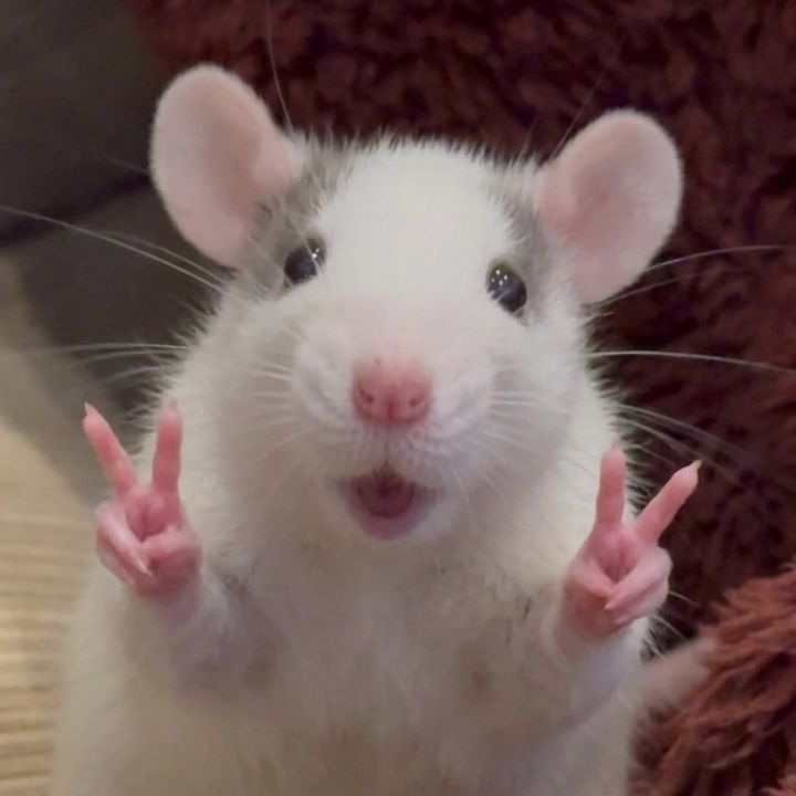 おしゃれRat🐭