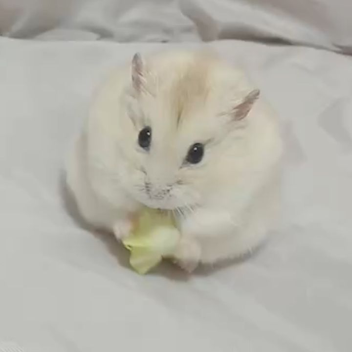 おもち