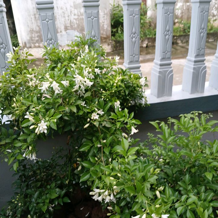 Na phạm