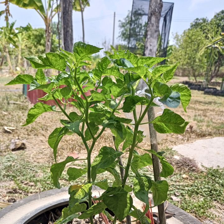 nawashopสินค้าราคาถูก