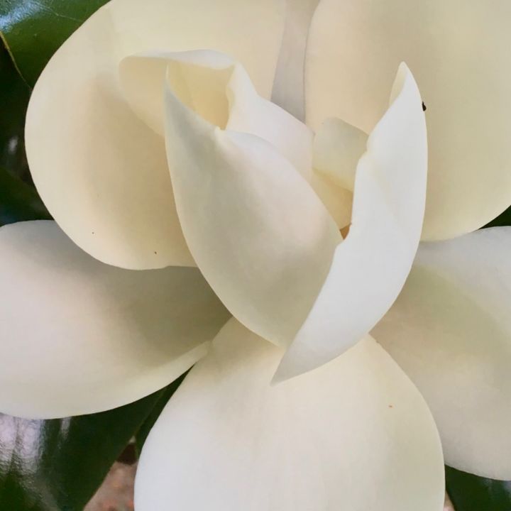 GildedMagnolia