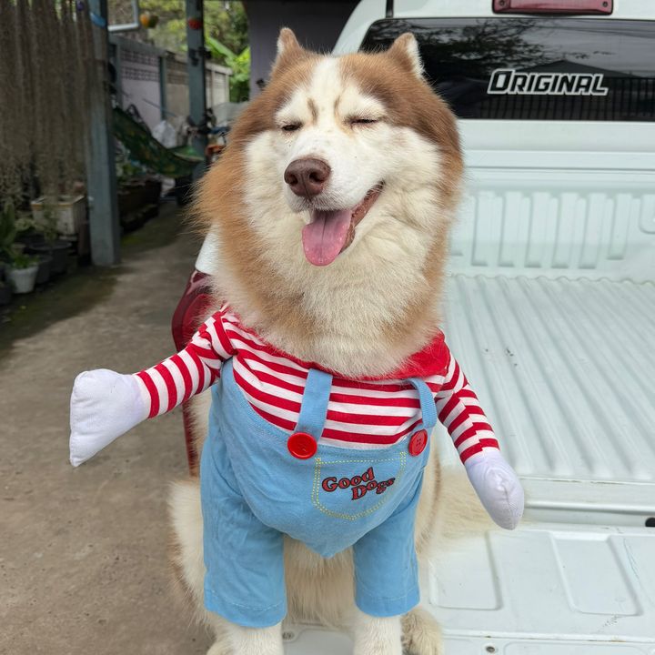 ใช้ดี บอกต่อค้าบ🐶✨🪴