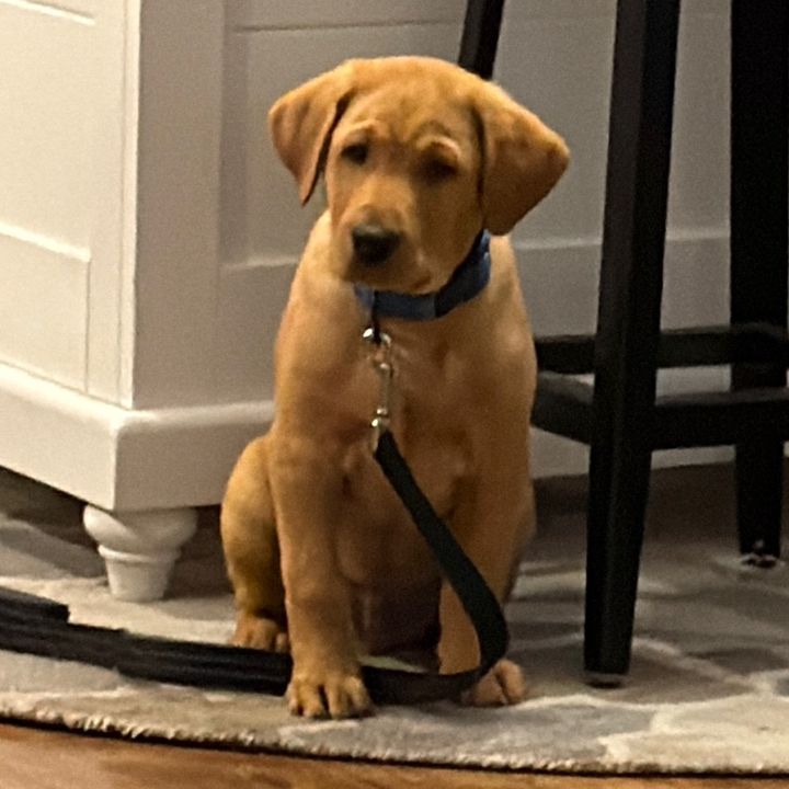 MaxTheBigRedDog