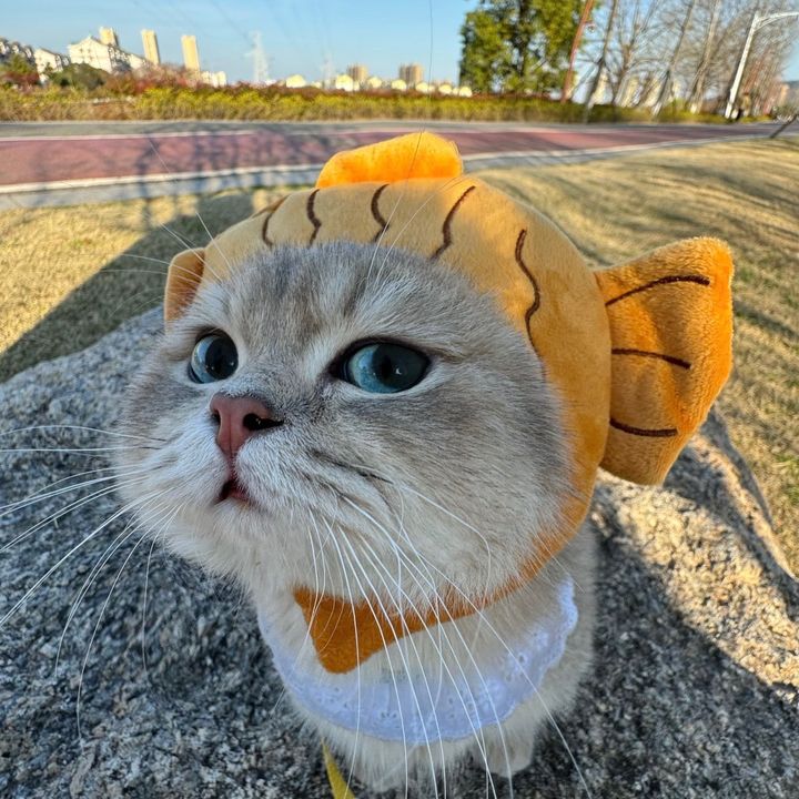 meowtiful7