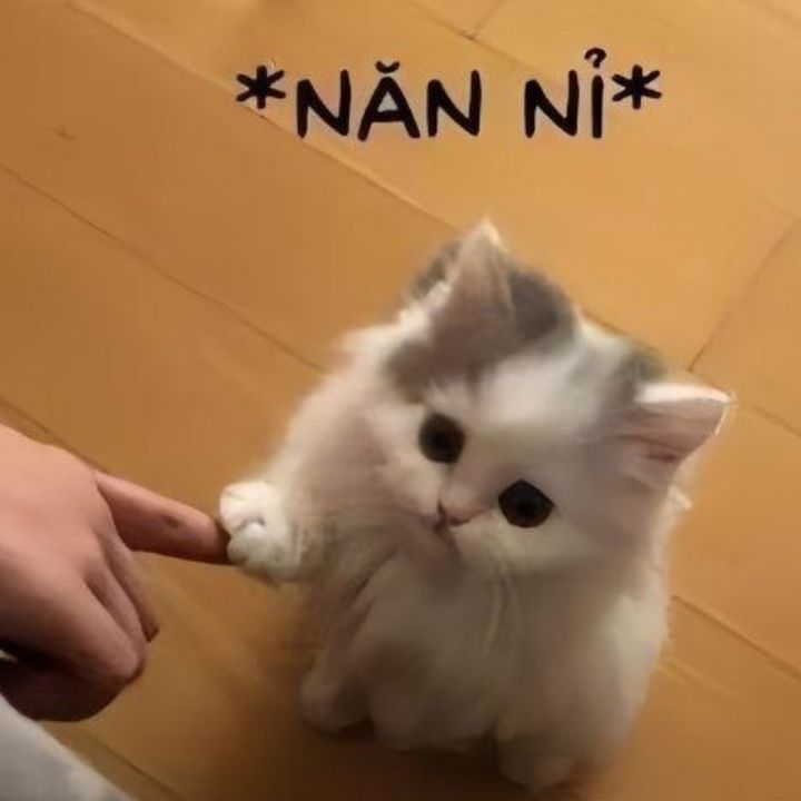 Người mới xây kênh😘