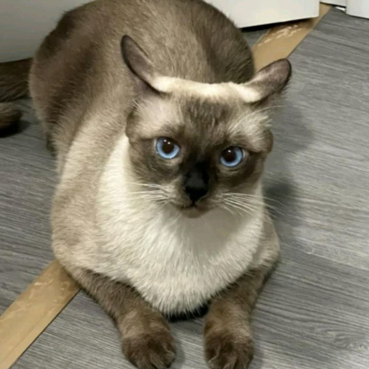 otimohskoyg