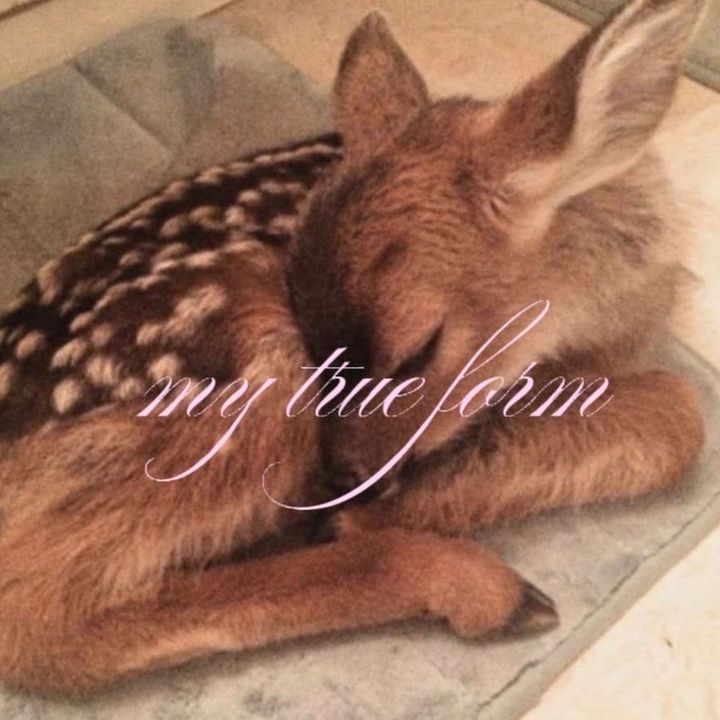 bambi⊹🦌˚. 🪽