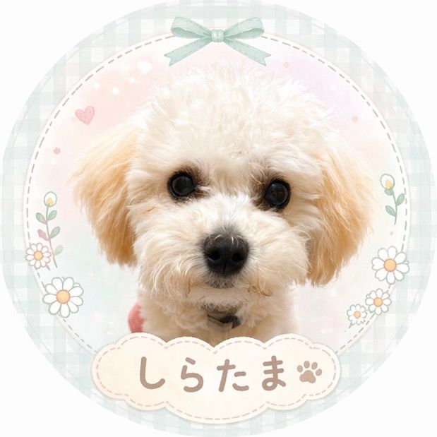マルプーしらたま日和🐶☁️🍡