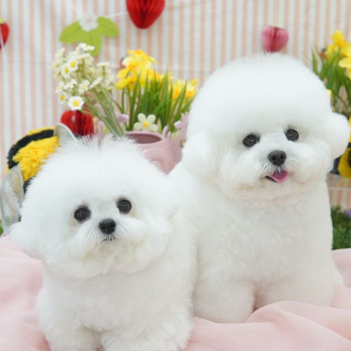 pom&prin