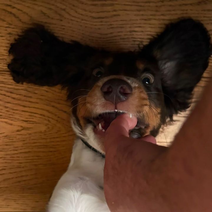 RoccoTheCocker