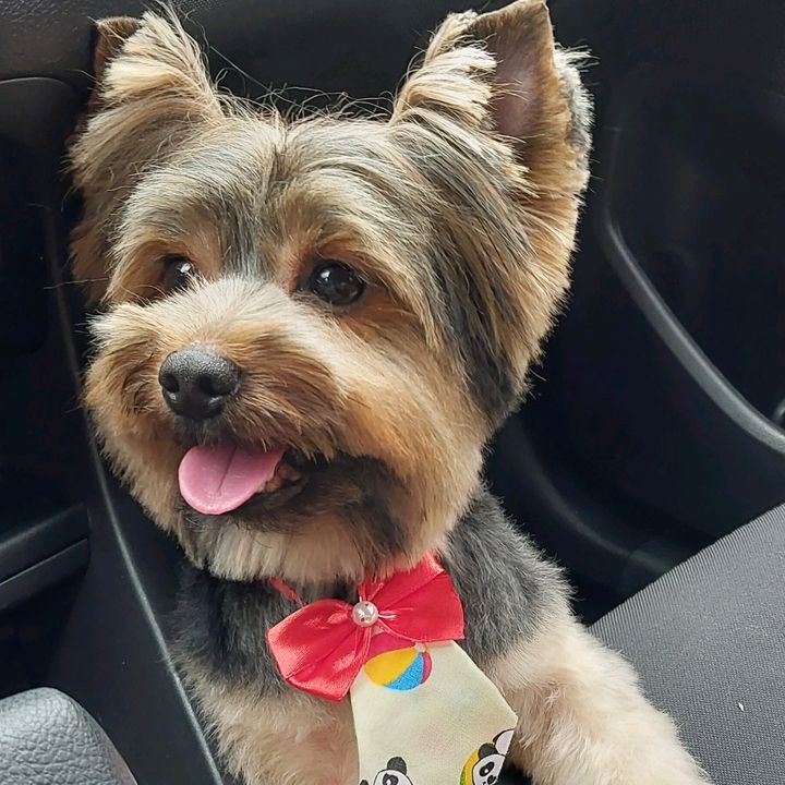 Cantinho do Lucky