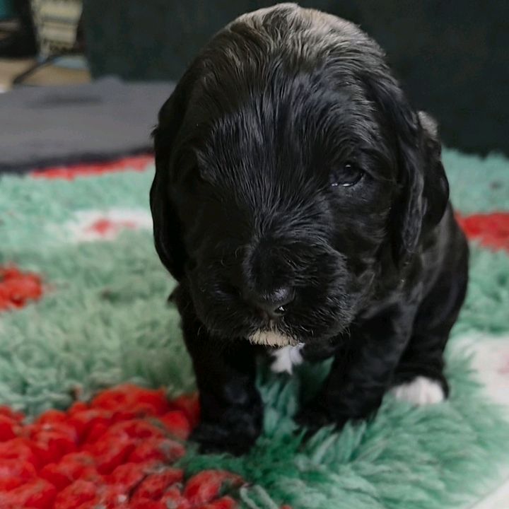 DustyPup