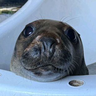 Frenchselkie