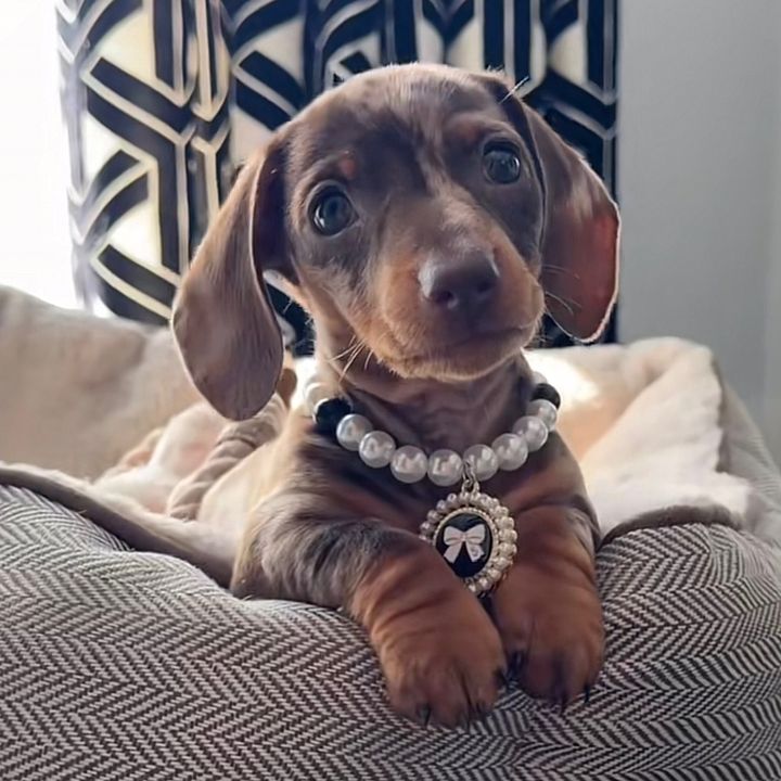 Winnie The Dachshund