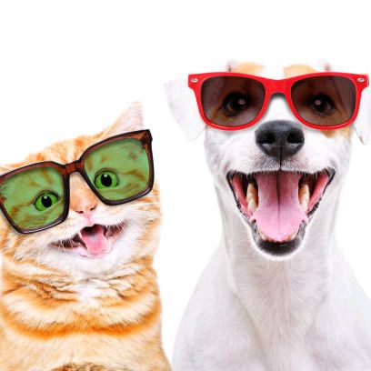 animal🐈funny🐈