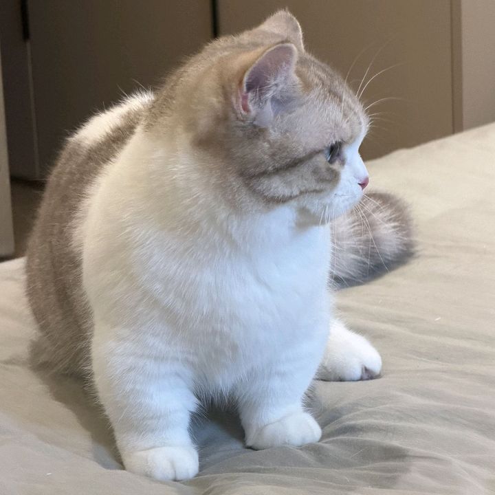 benjasgcqde