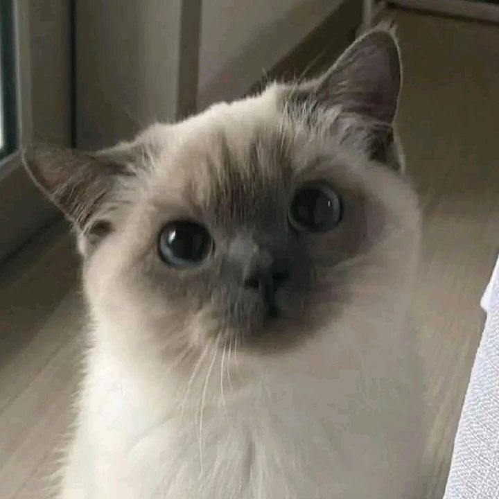 dominuxpou3