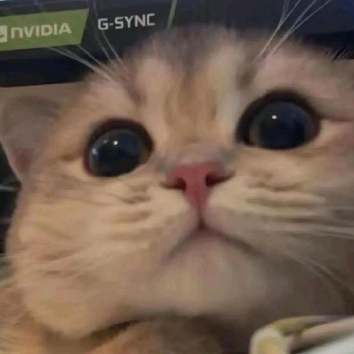 jenniponflv