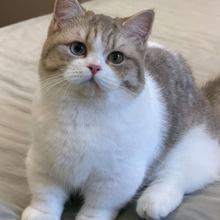 josepwihgty