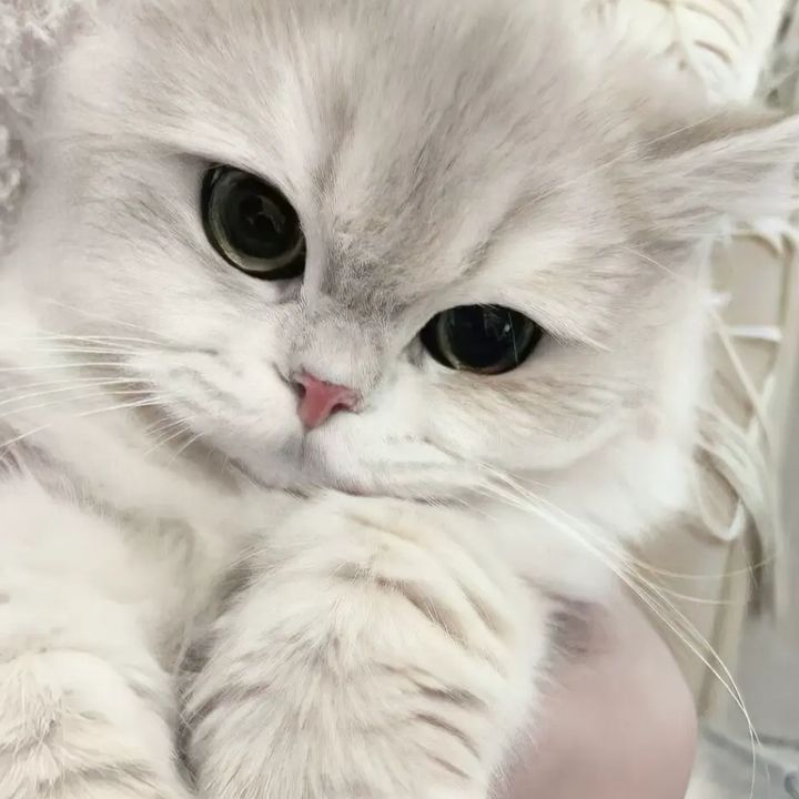 lorilidxafc