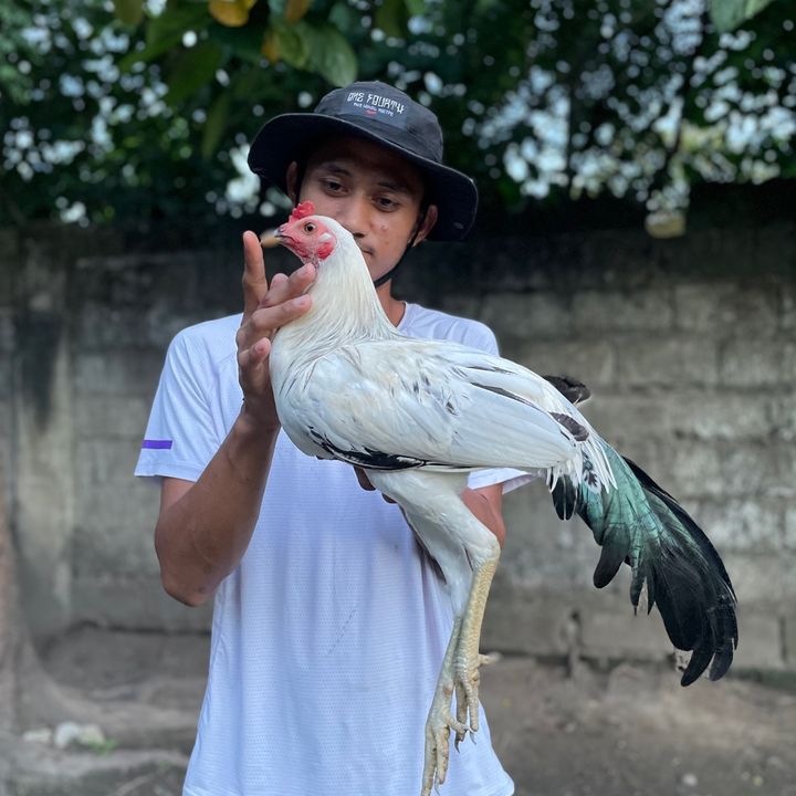 Boss D Gamefowl