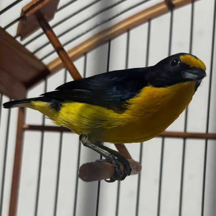 CRPASSAROS