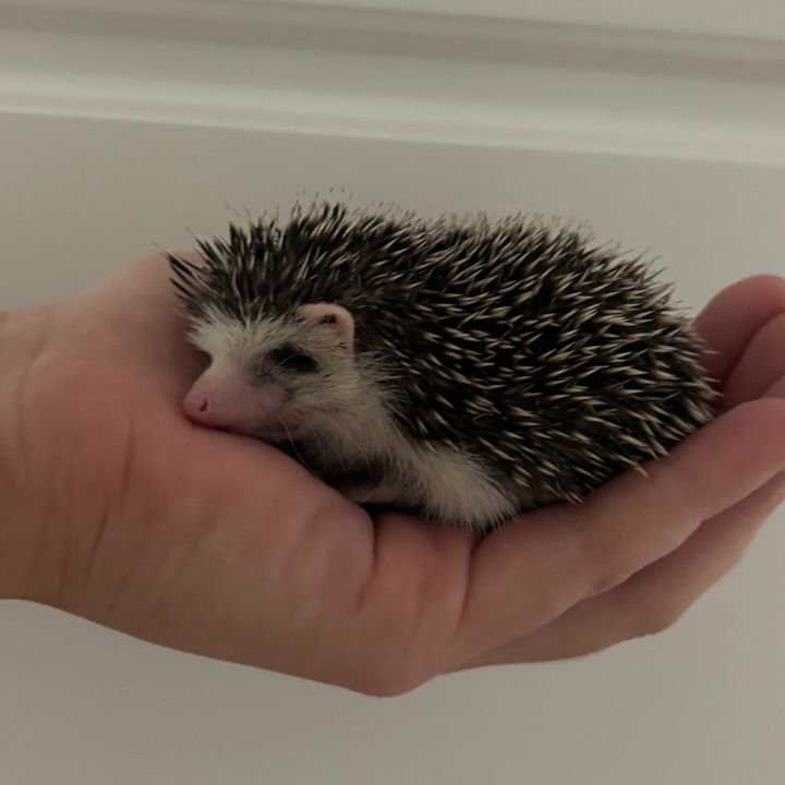 Walnut The Hedgehog