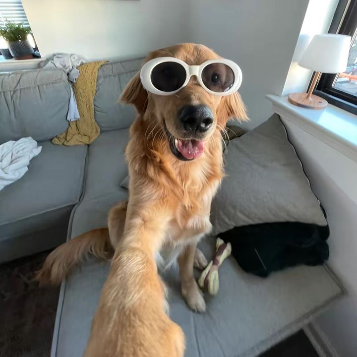 Dog King