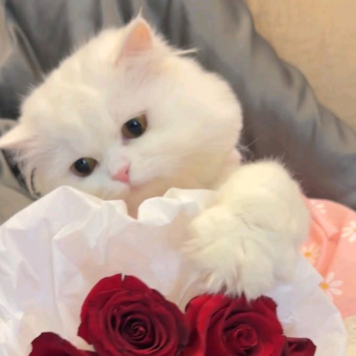 Meow Finds