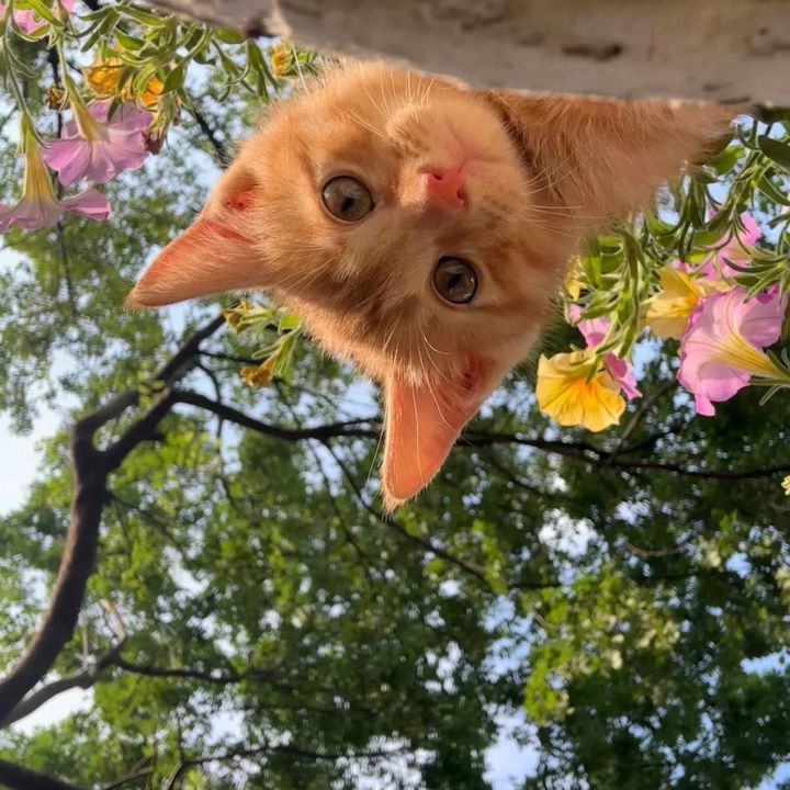 NicoGardener