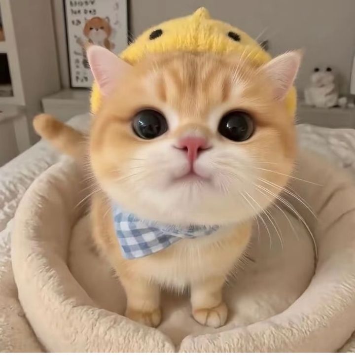 GTDUDUVJVJ