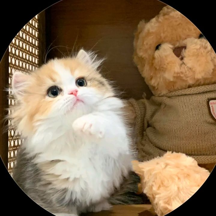 Rely