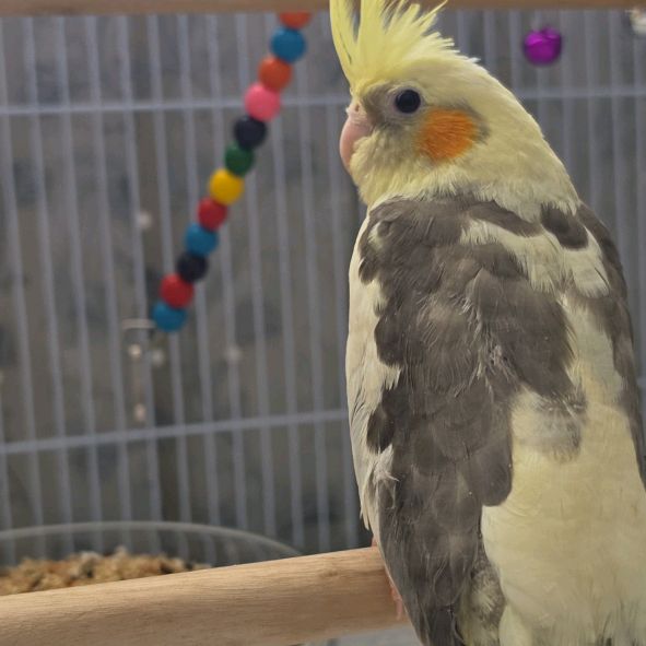 Saba the cockatiel