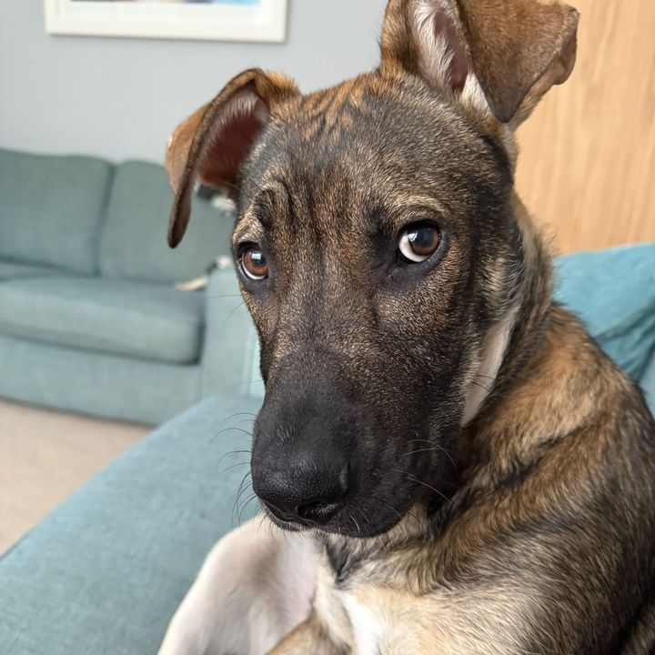 Moose 🫎  aka Moosifer