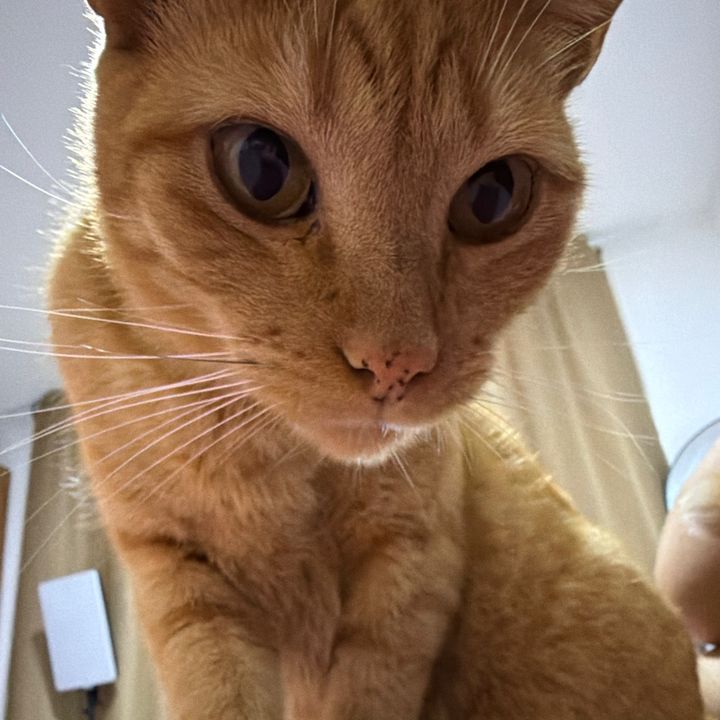 🐱