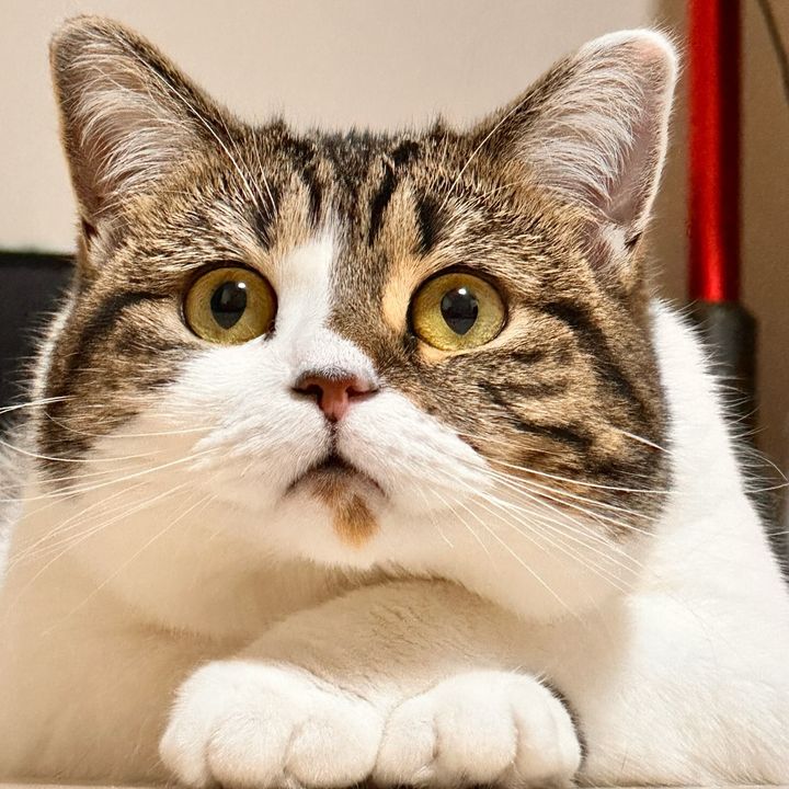 ぷーちゃん🐈
