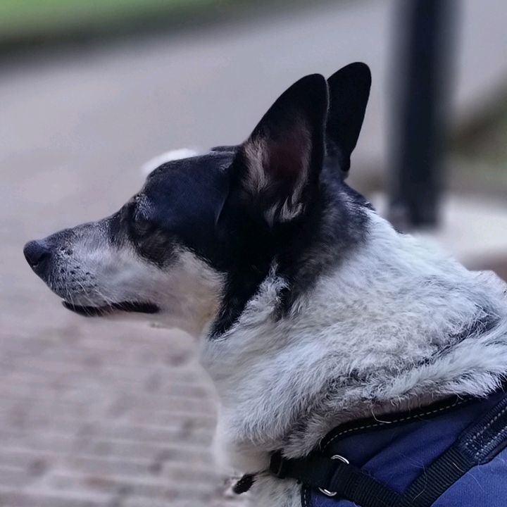 Il nostro cane, Dexter