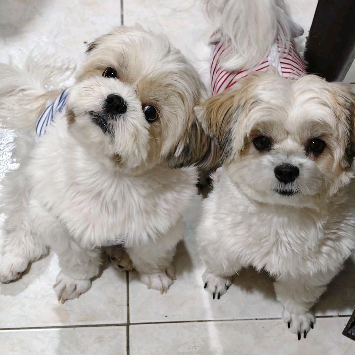 🐶 Lilibeth and Becky🐶