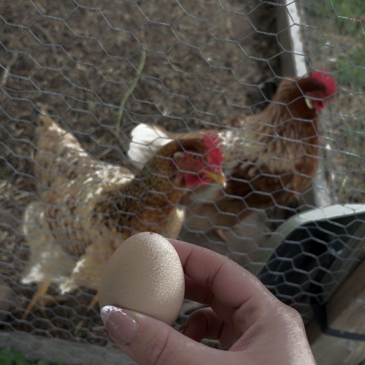 Barefoot boys Homestead