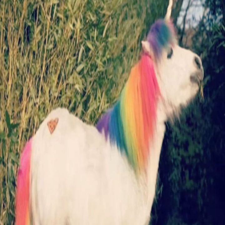 anapple4all