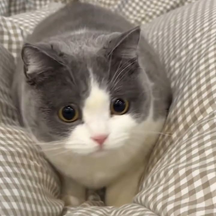 dwaindopzqq