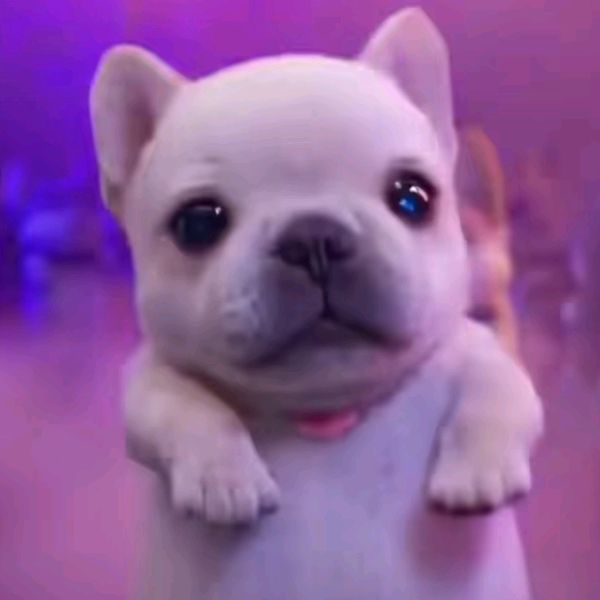 PibbleVibes
