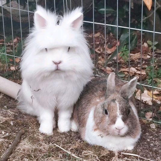 Bibouss_bunnies🐇