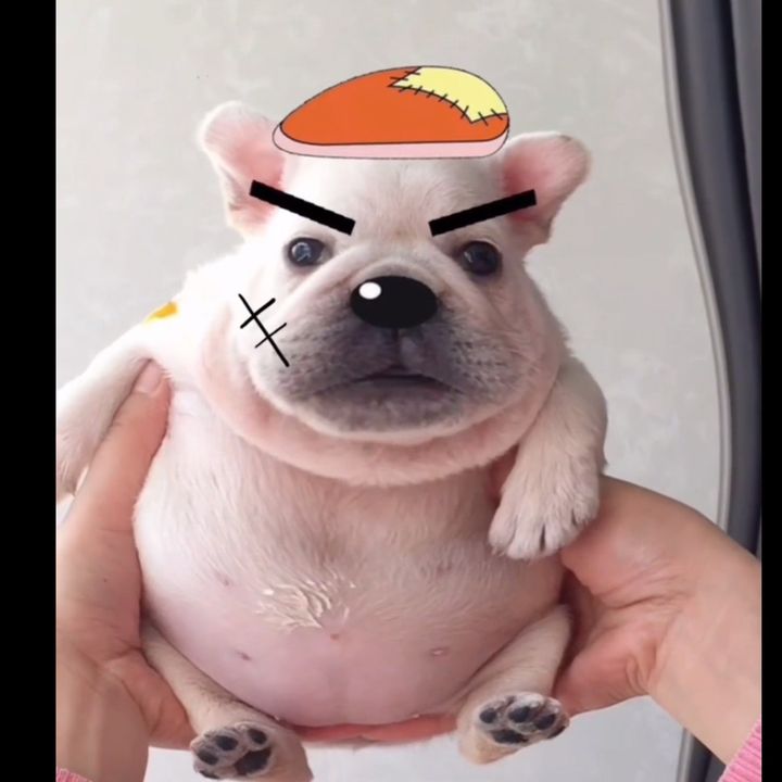 pibbleking2