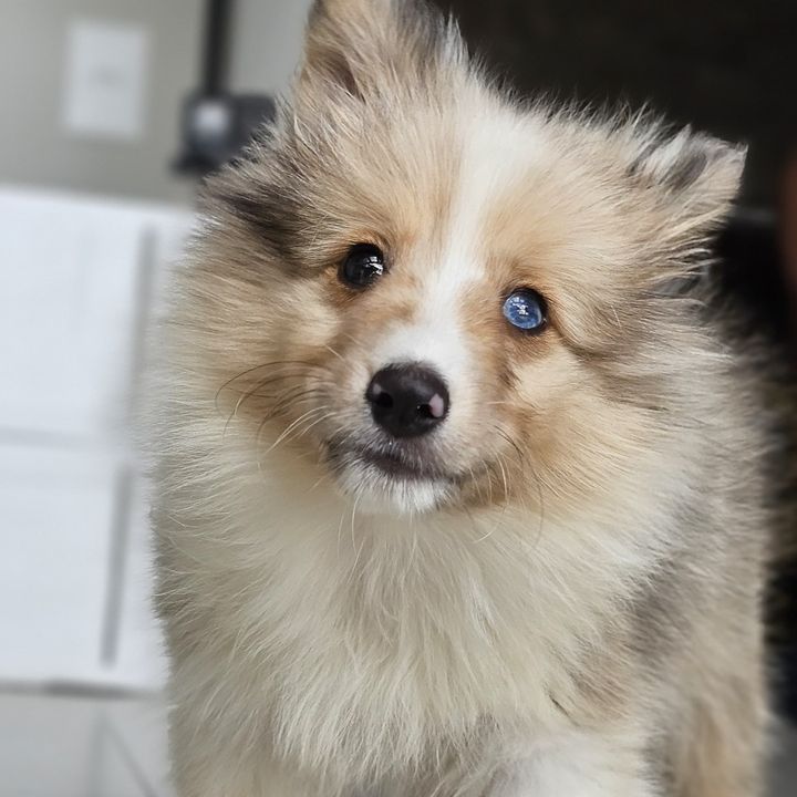 Greg o sheltie