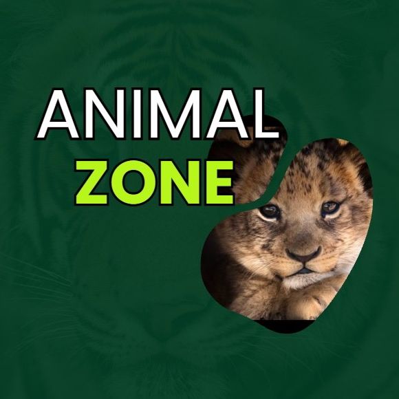 Animal Zone