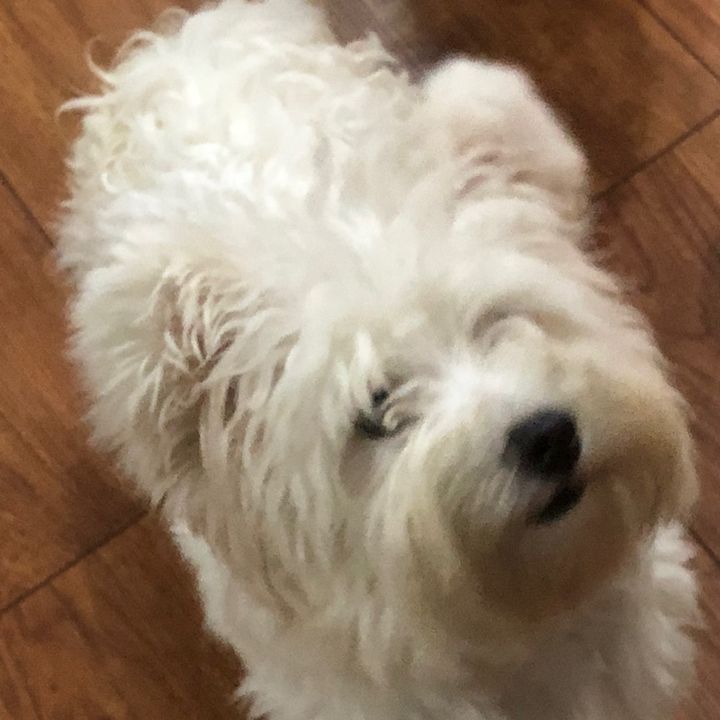 ゆめかわ